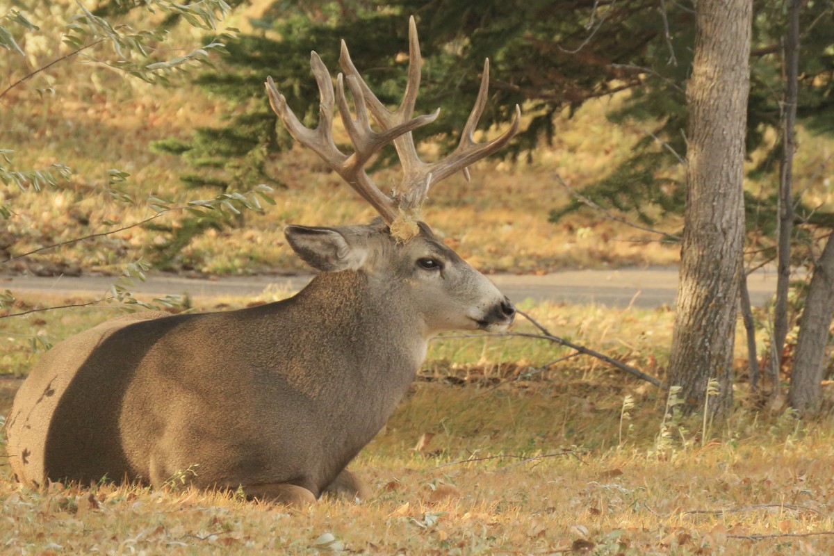 Mule Deer - ML645146790