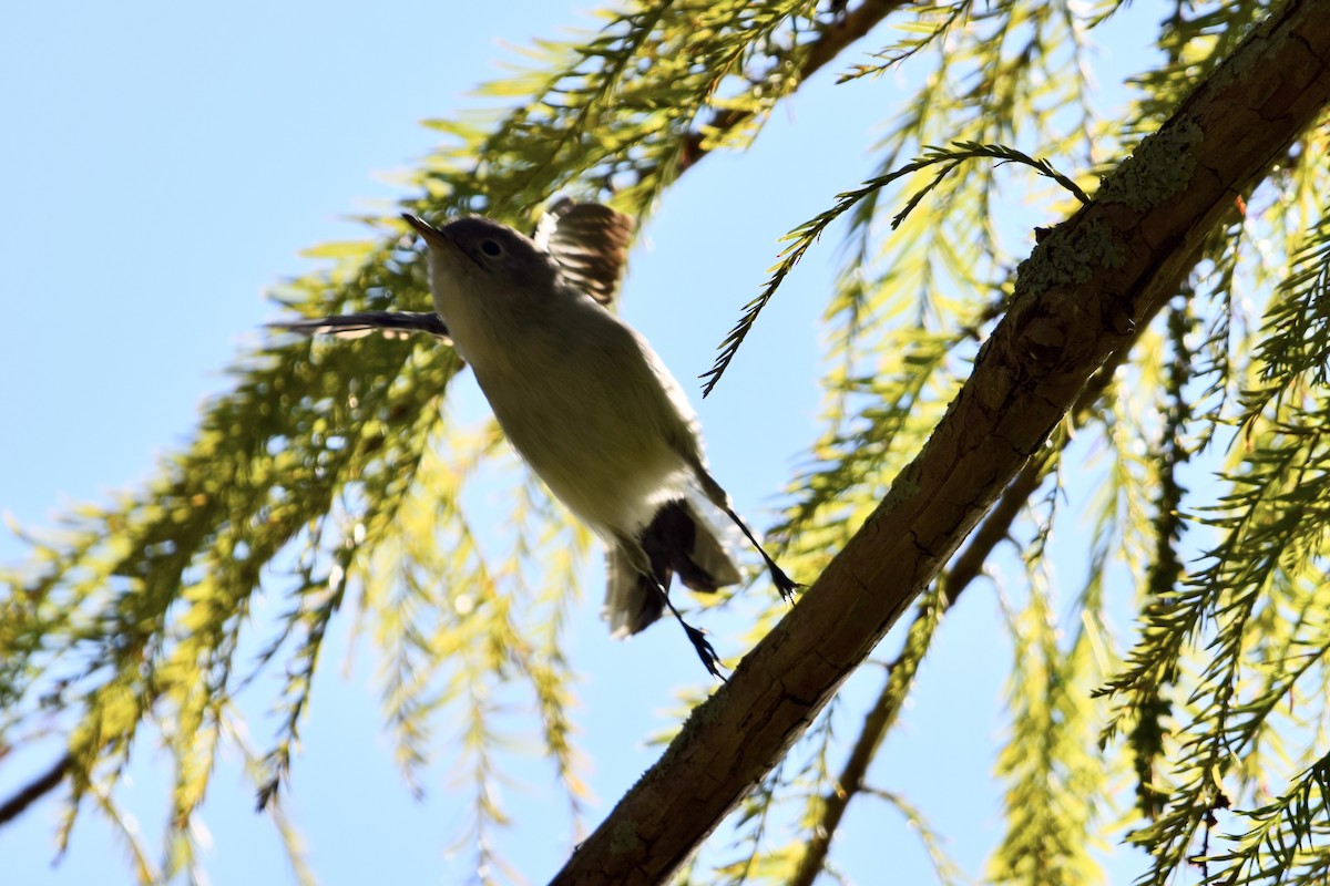 Голубая комароловка - ML645146796