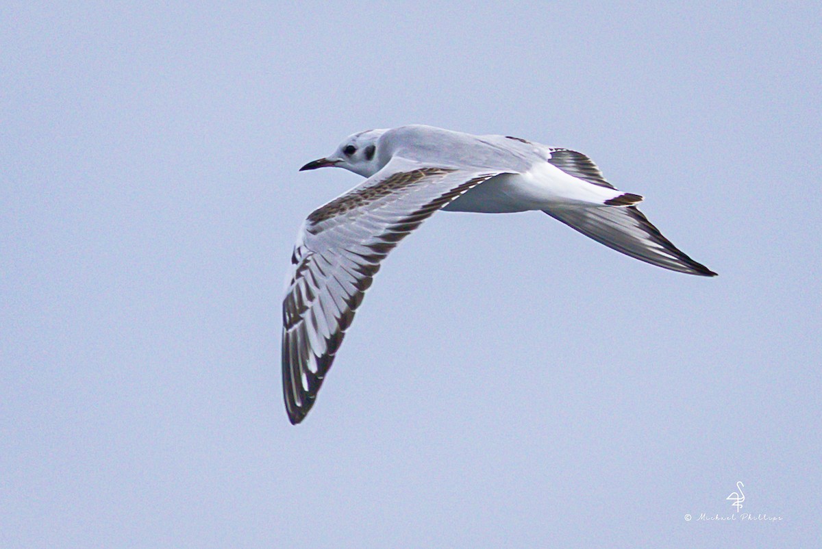 Bonaparte antxeta - ML645146799