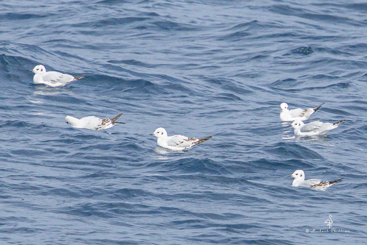 Bonaparte antxeta - ML645146800