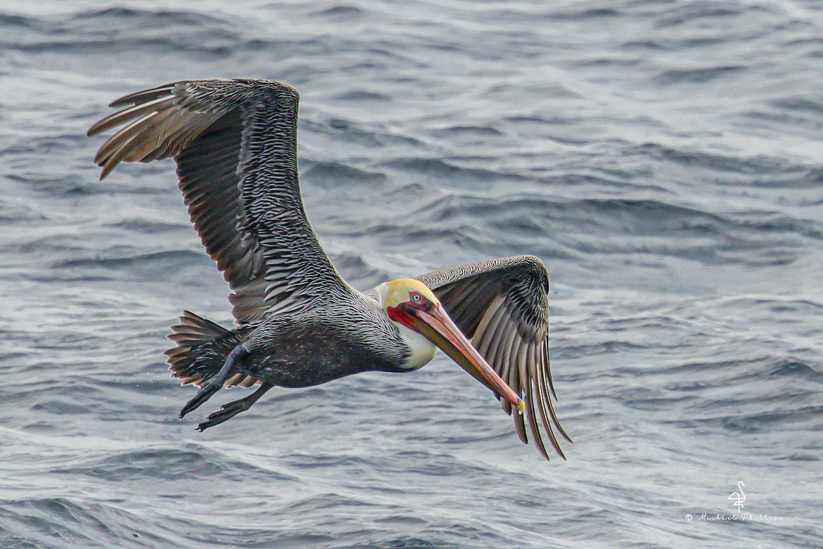 Brown Pelican (California) - ML645146801