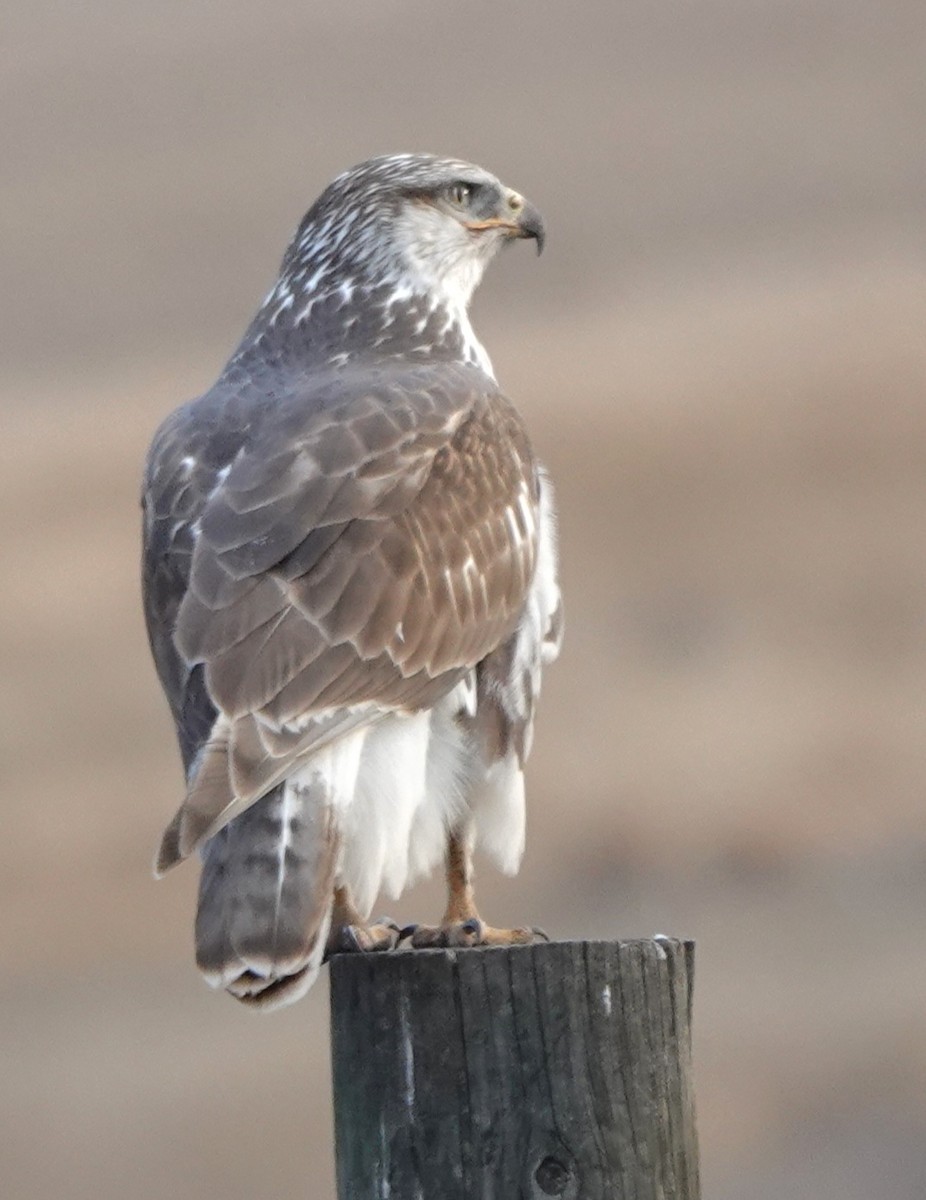 Ferruginous Hawk - ML645146806