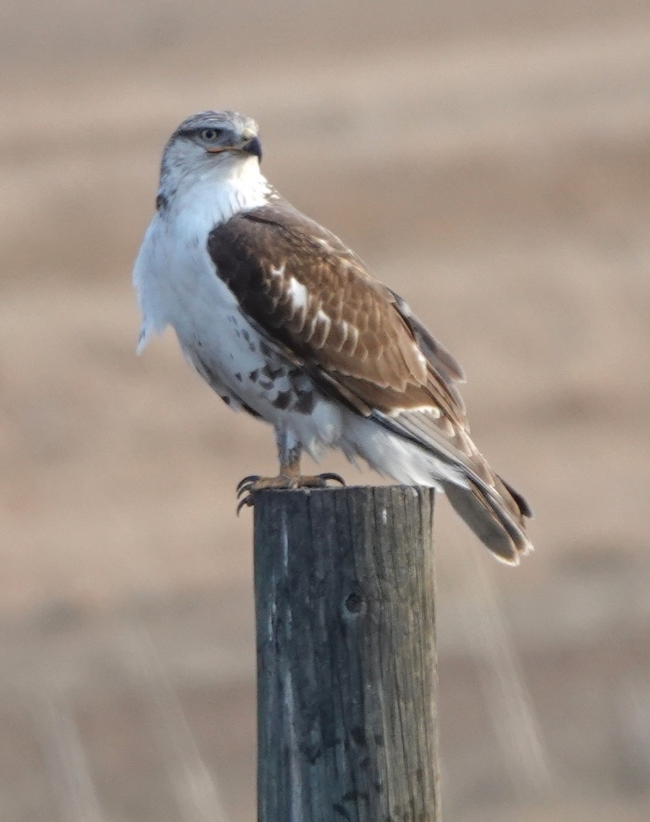 Ferruginous Hawk - ML645146807