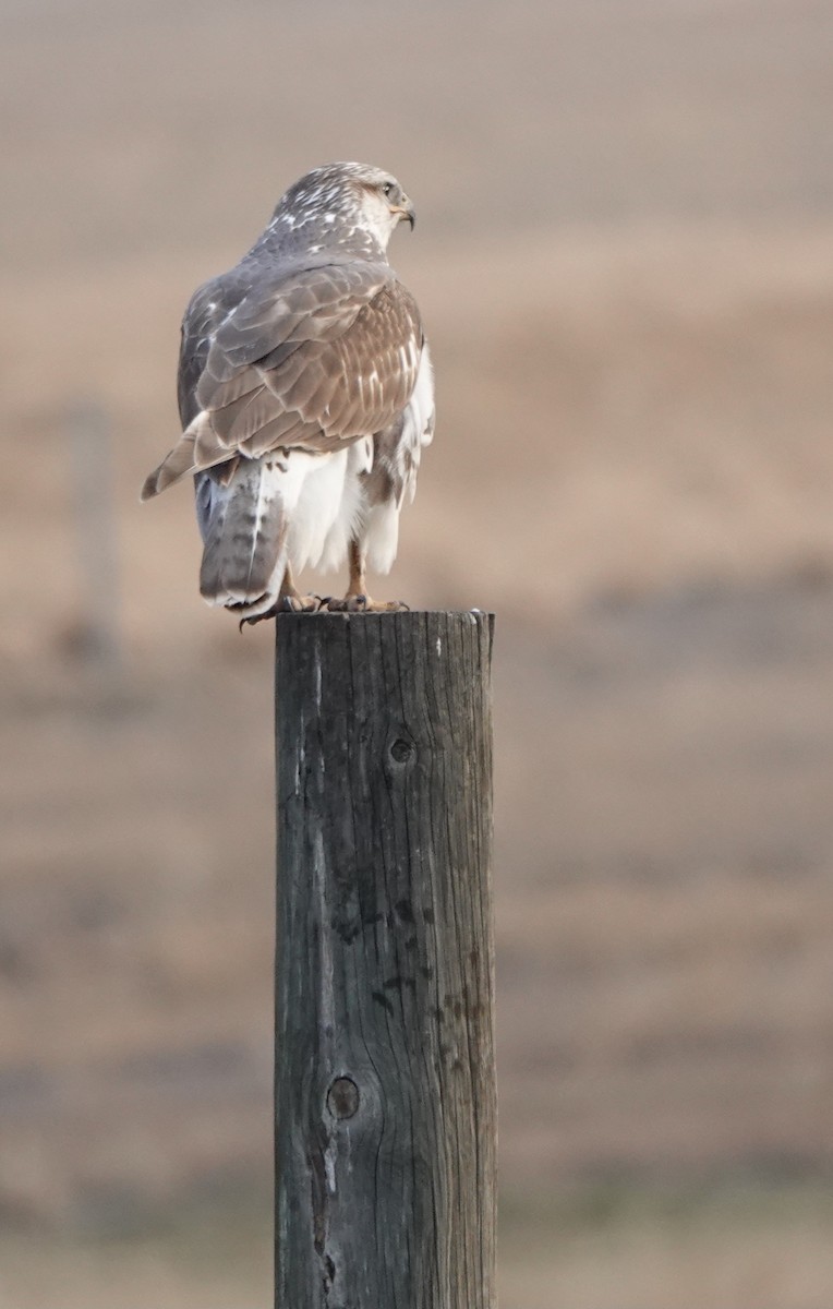 Ferruginous Hawk - ML645146808