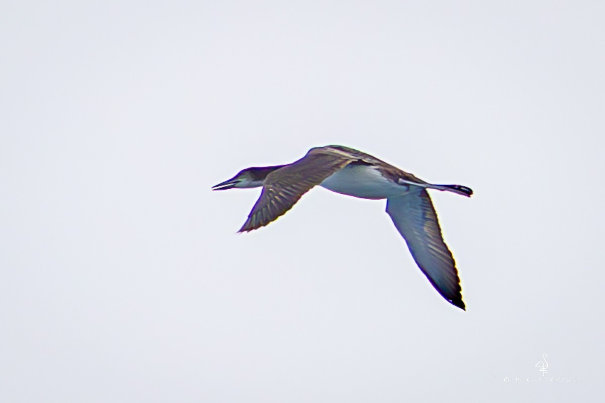 Aliota handia - ML645146810