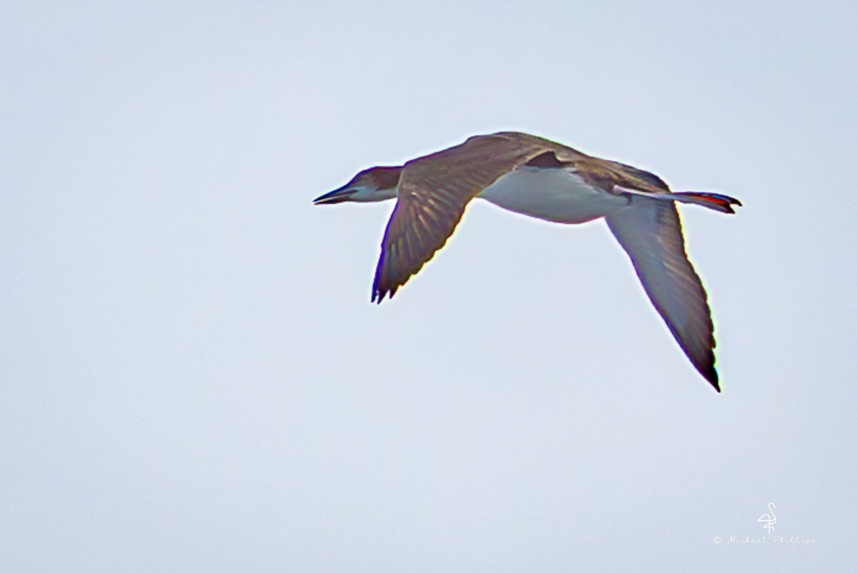 Aliota handia - ML645146811