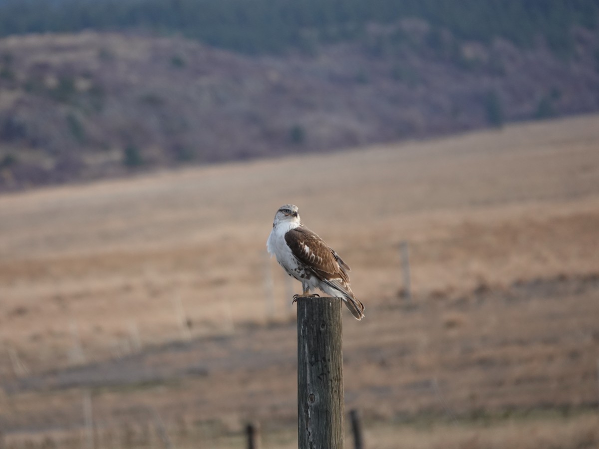 Buse rouilleuse - ML645146812