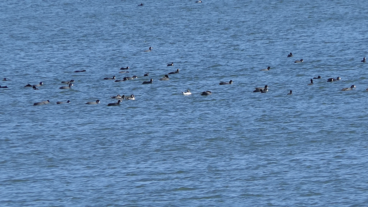 Petit Garrot - ML645146813