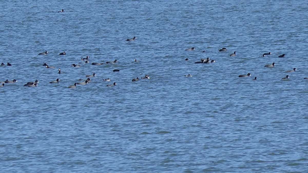 Petit Garrot - ML645146814