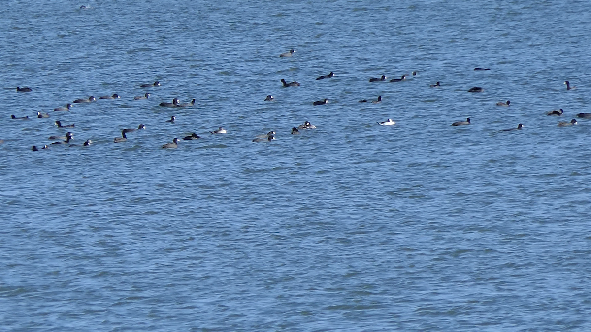 Petit Garrot - ML645146815