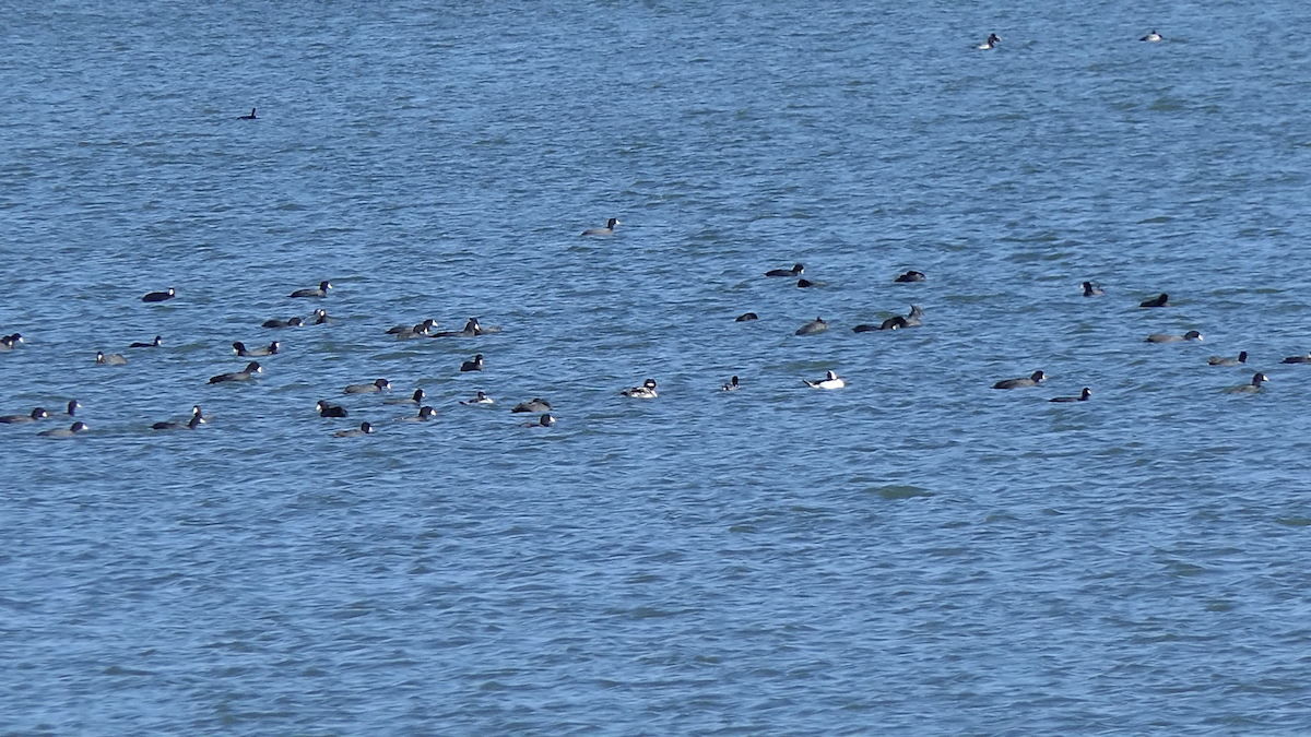 Petit Garrot - ML645146816