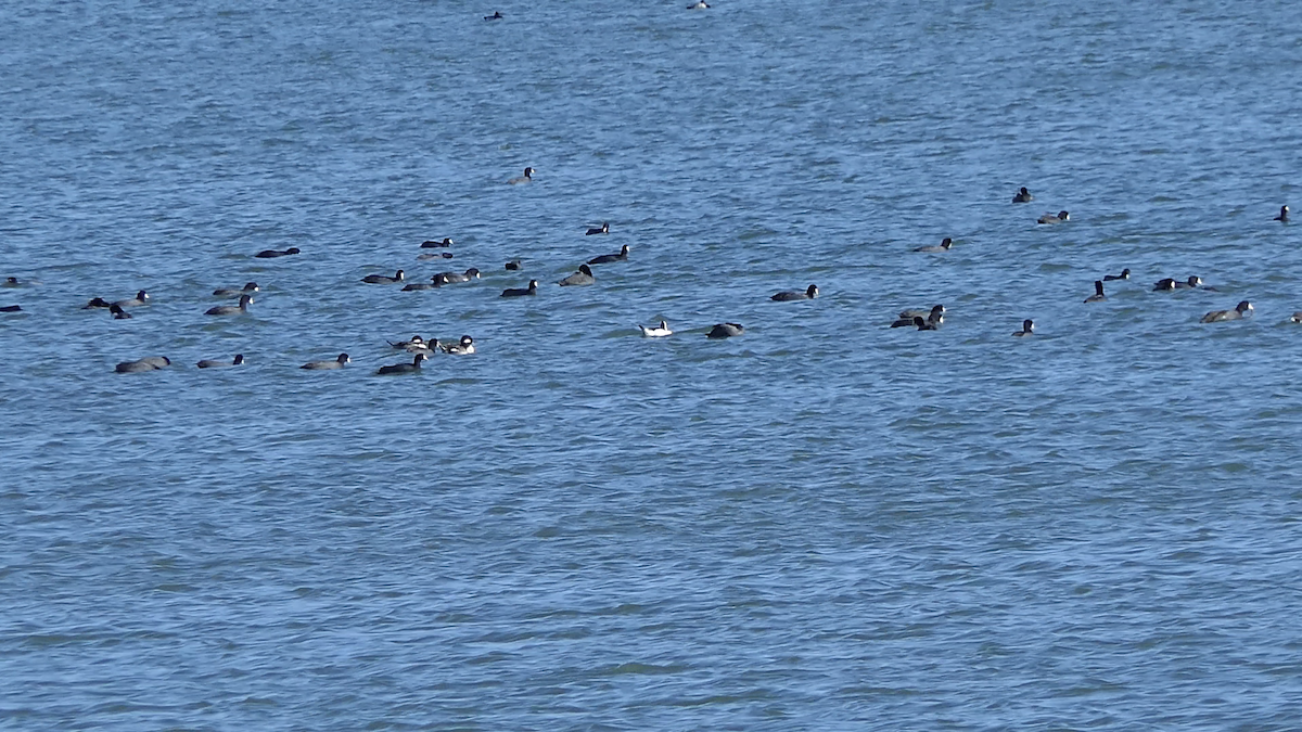 Petit Garrot - ML645146817