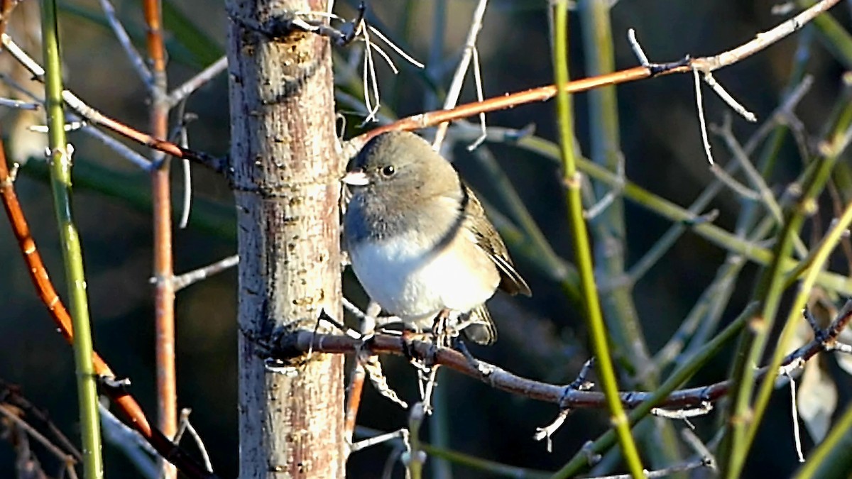 Junco ardoisé - ML645146819