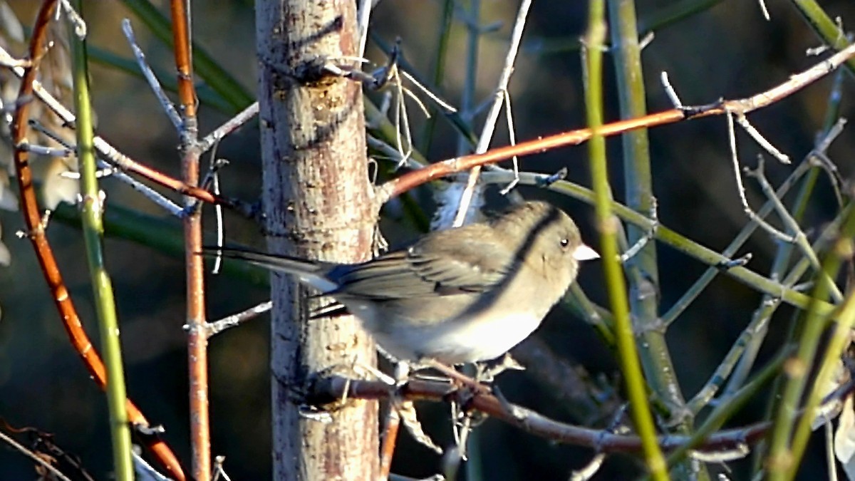 Junco ardoisé - ML645146820