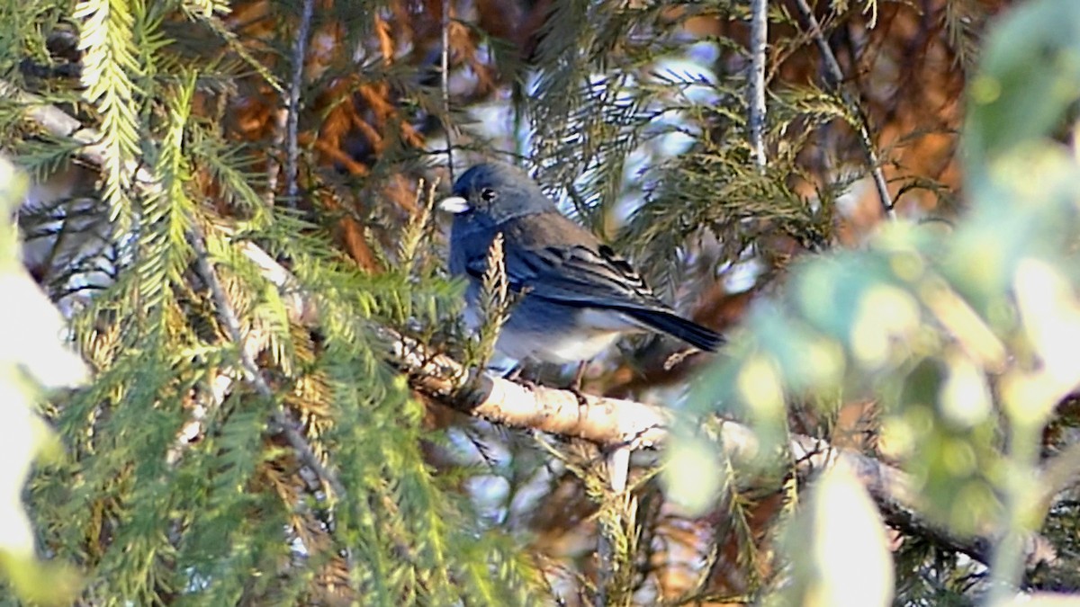 Junco ardoisé - ML645146821