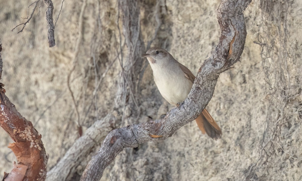 Synallaxe de d'Orbigny - ML645146823