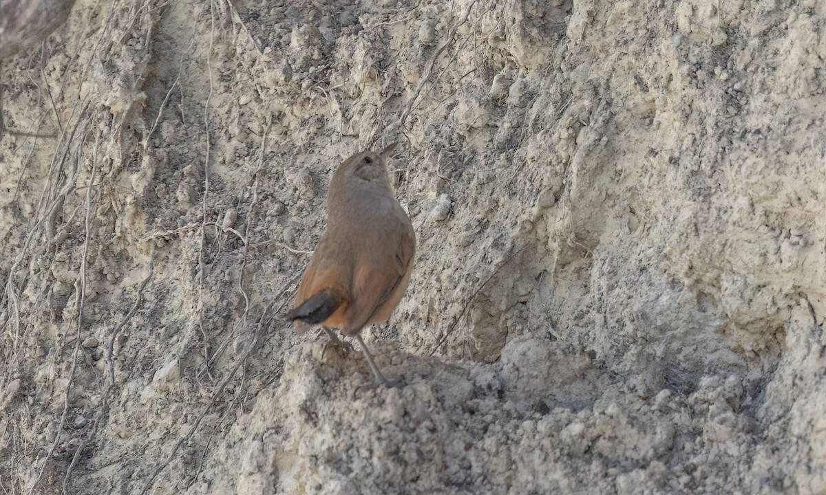 Synallaxe de d'Orbigny - ML645146824