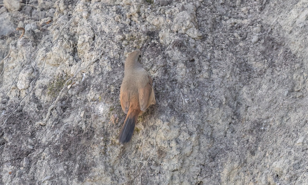 Synallaxe de d'Orbigny - ML645146825