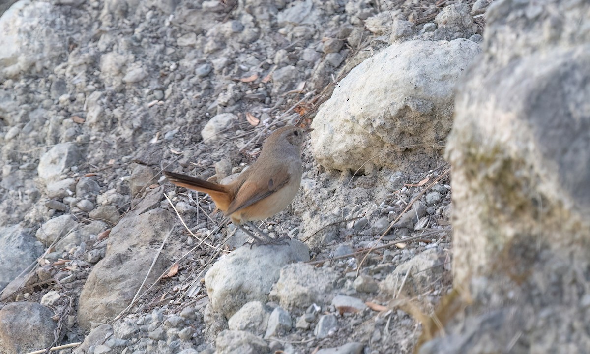 Synallaxe de d'Orbigny - ML645146826