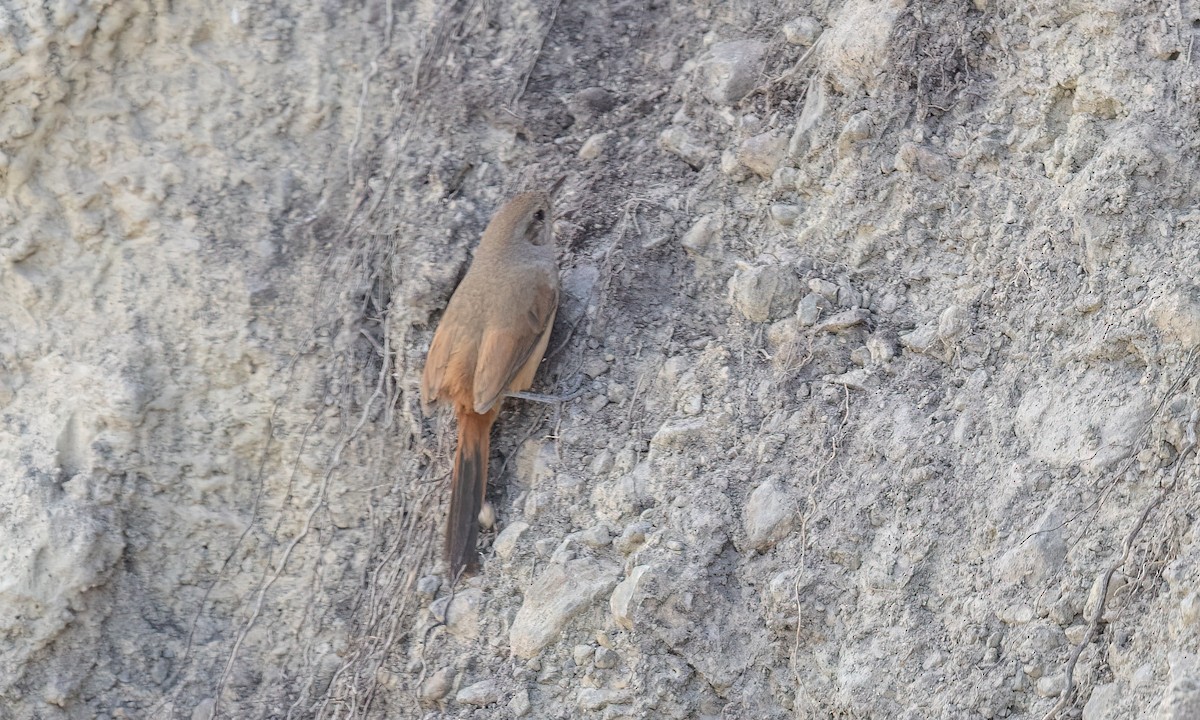 Synallaxe de d'Orbigny - ML645146827