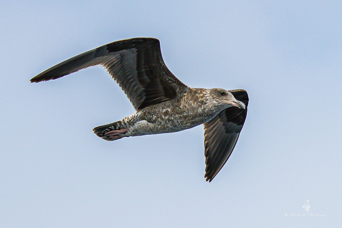 Goéland d'Audubon - ML645146828