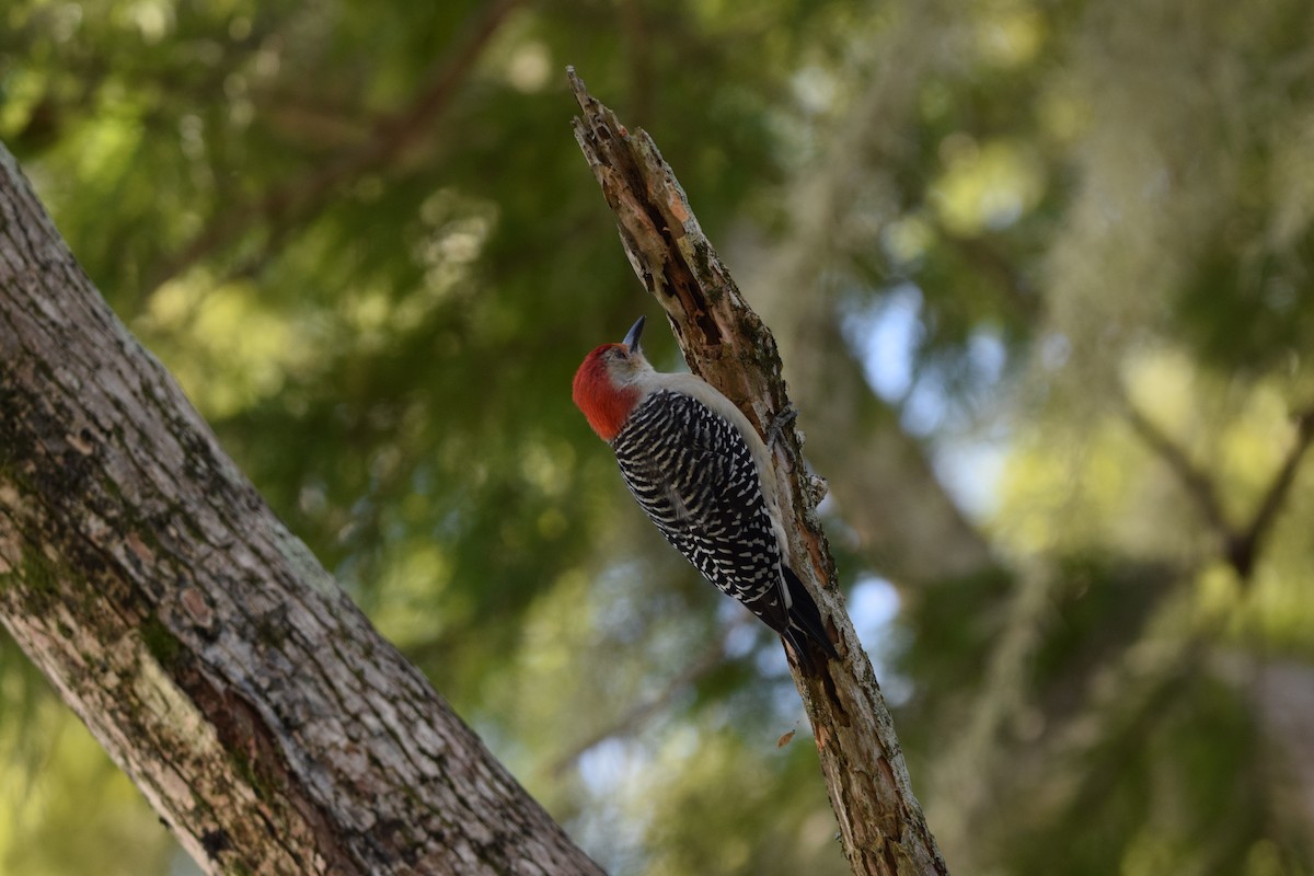 Pic à ventre roux - ML645146830