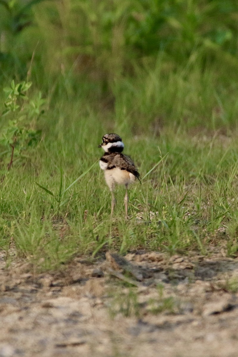 Pluvier kildir - ML645146832