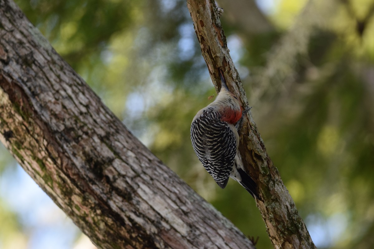 Pic à ventre roux - ML645146834