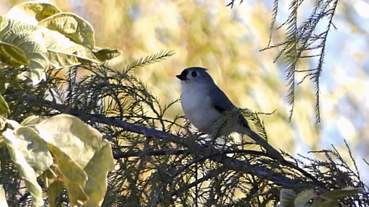 Mésange bicolore - ML645146835