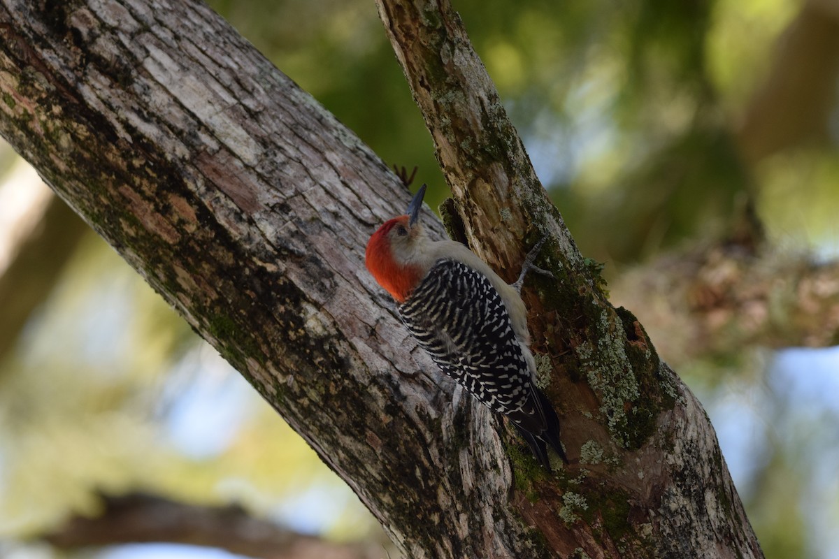 Pic à ventre roux - ML645146837