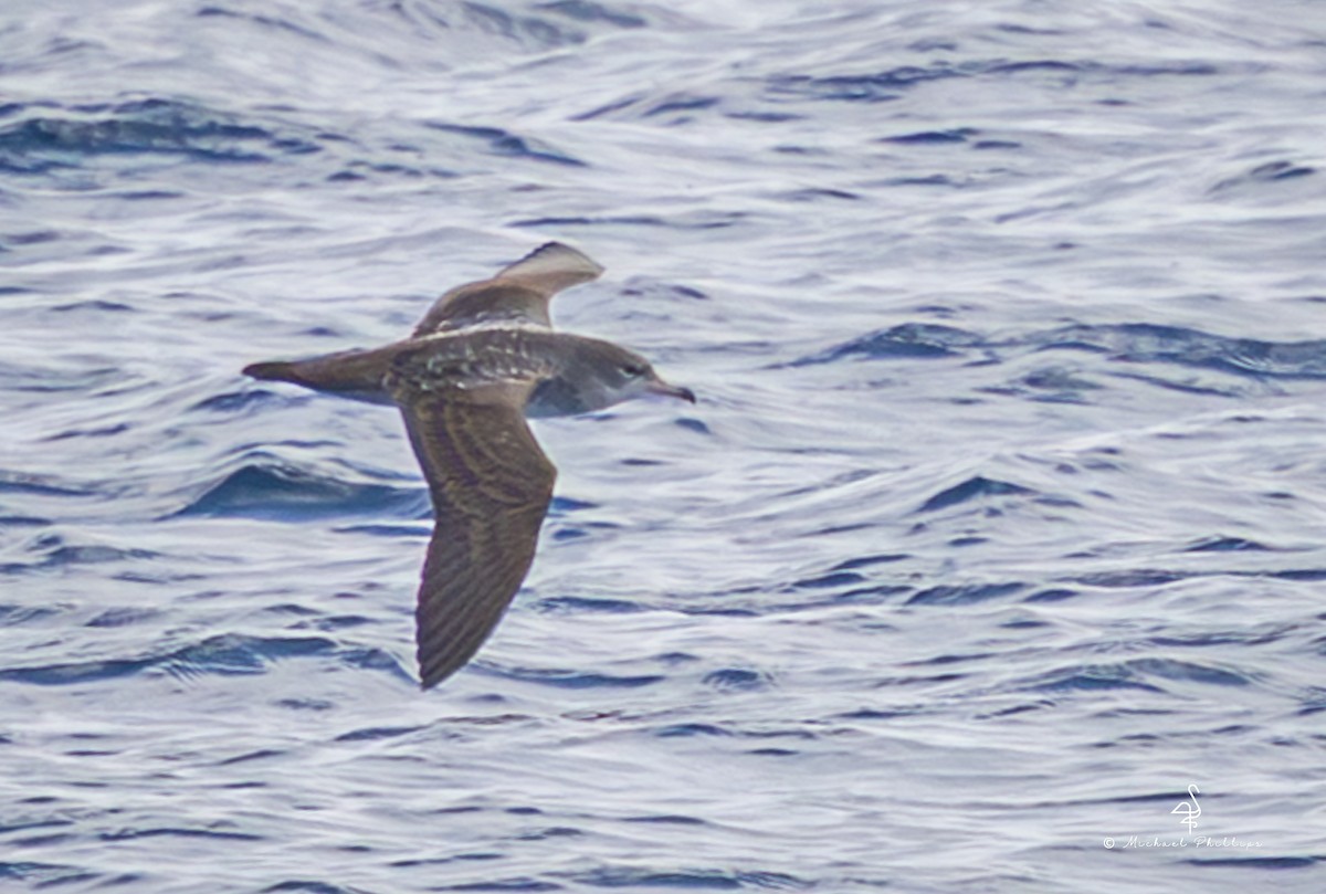 Puffin à pieds roses - ML645146839