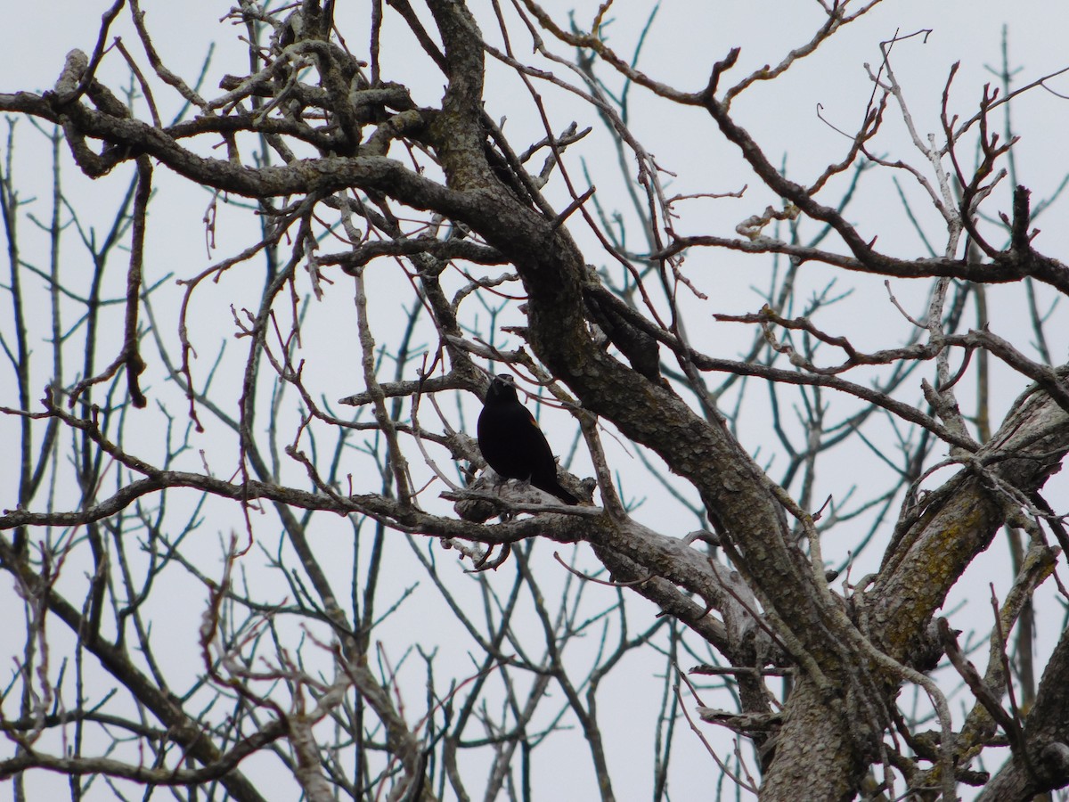 Carouge à épaulettes - ML645146840