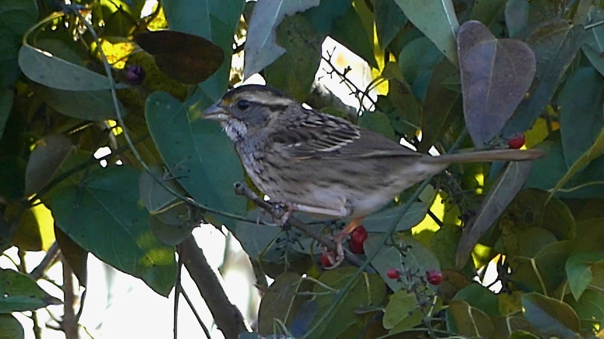 Bruant à gorge blanche - ML645146843
