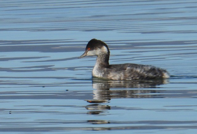 Svasso piccolo - ML645146851