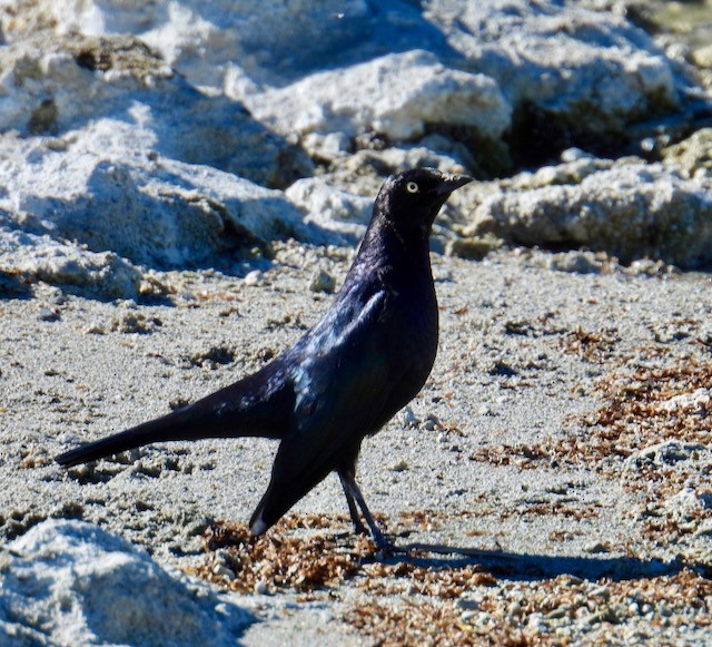 Трупіалець пурпуровий - ML645146856