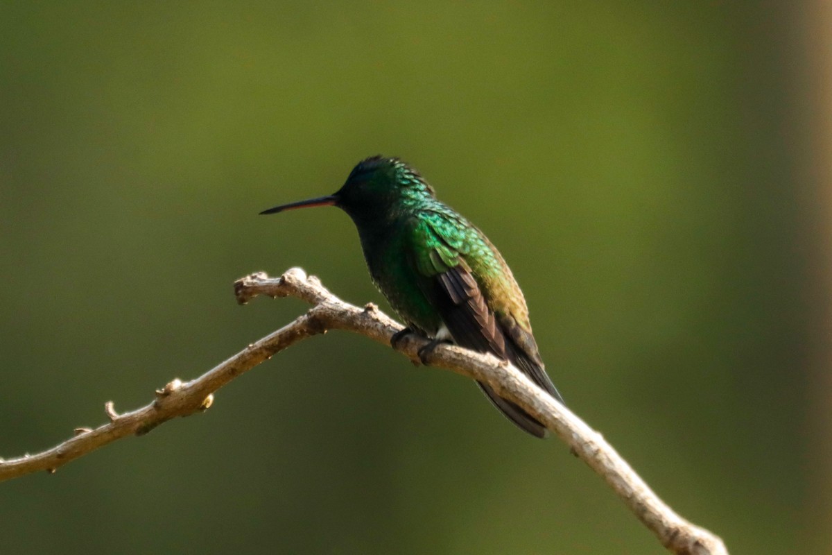 Amazilia Capiazul - ML645146880