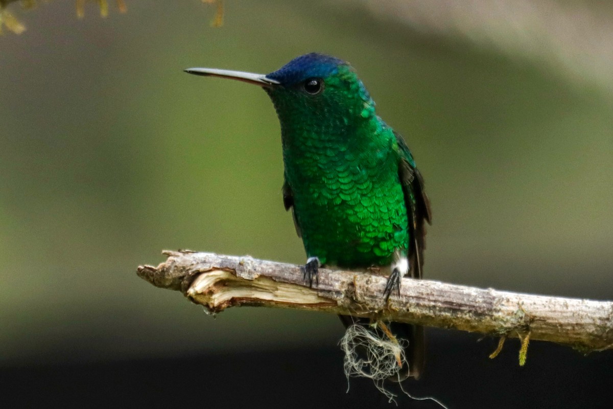 Amazilia Capiazul - ML645146881