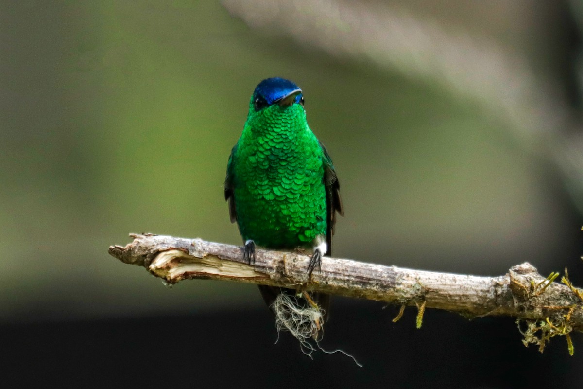 Amazilia Capiazul - ML645146882