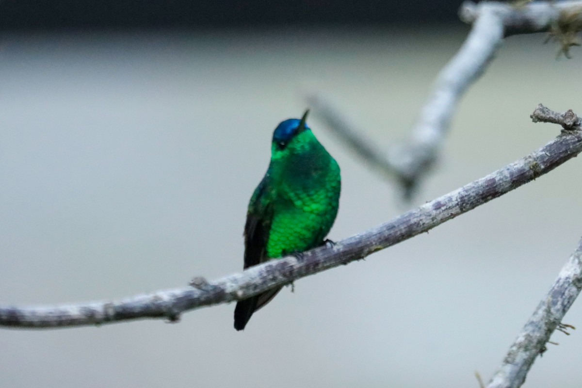 Amazilia Capiazul - ML645146883