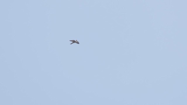 Підсоколик великий - ML645146884