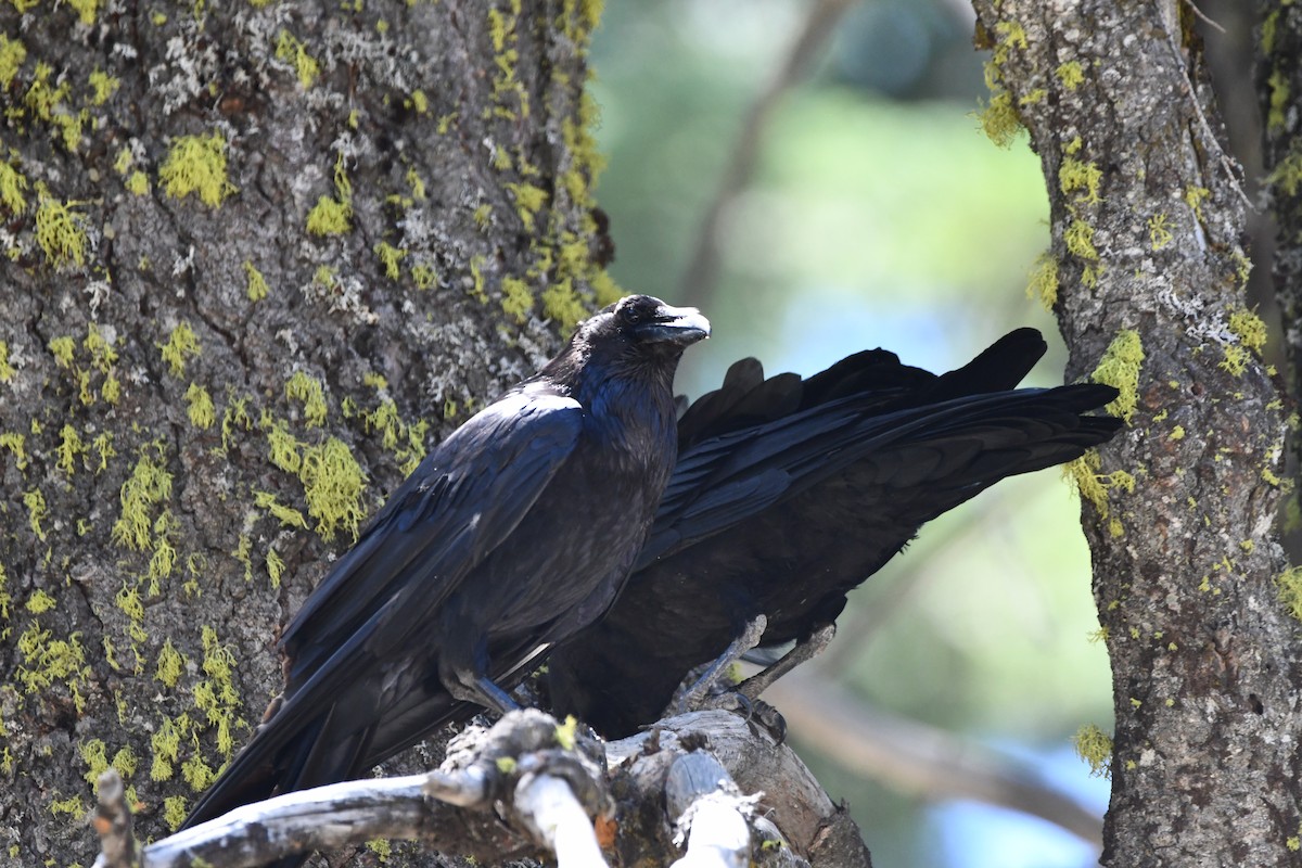 Kolkrabe - ML645146886