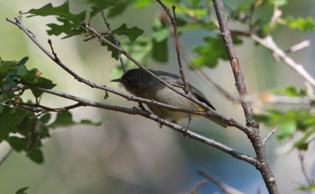 pinjeparula - ML645146888