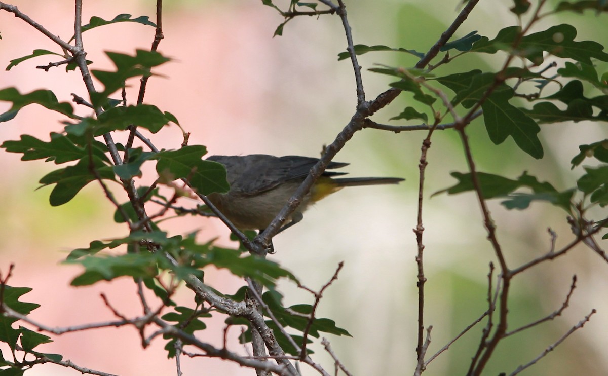 pinjeparula - ML645146889