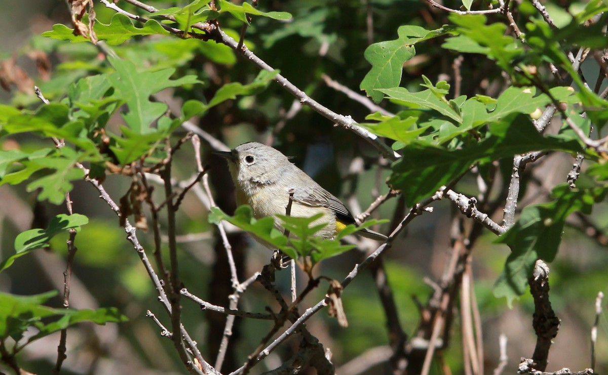 pinjeparula - ML645146890