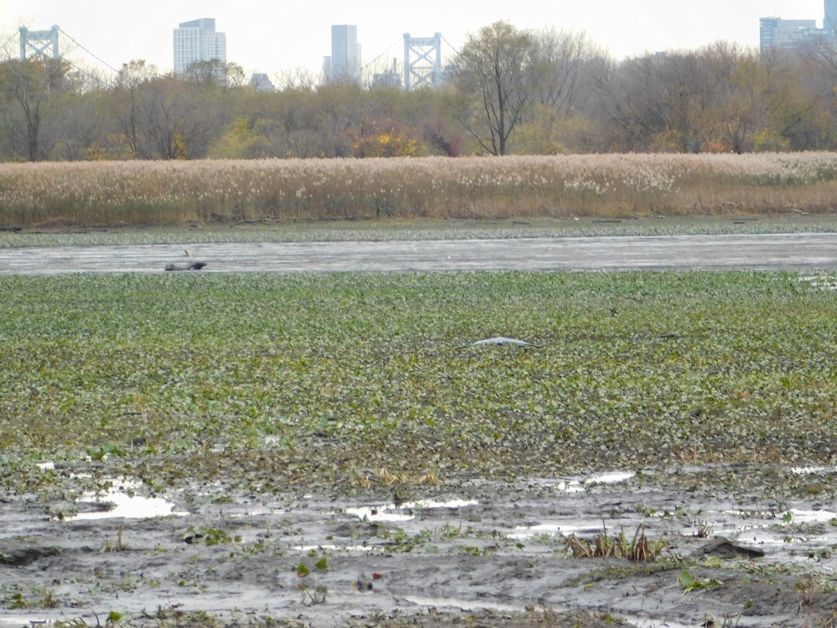 Great Blue Heron - ML645146893