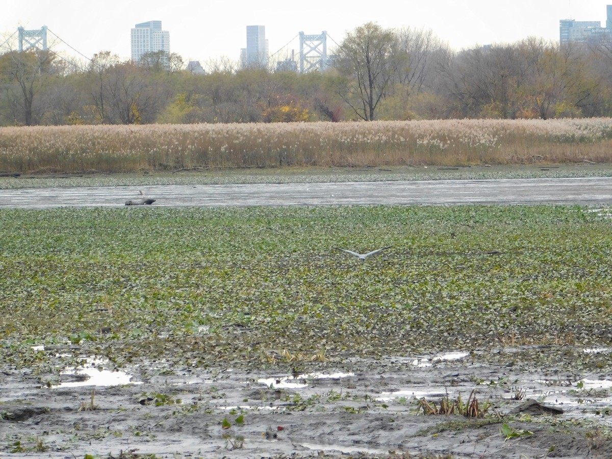 Great Blue Heron - ML645146894