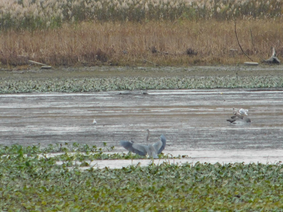 Great Blue Heron - ML645146895