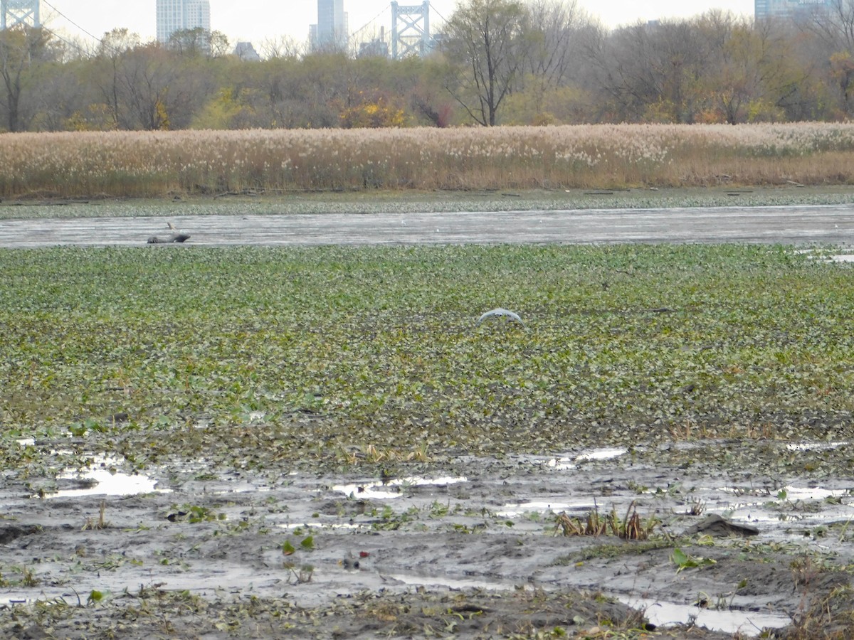 Great Blue Heron - ML645146896