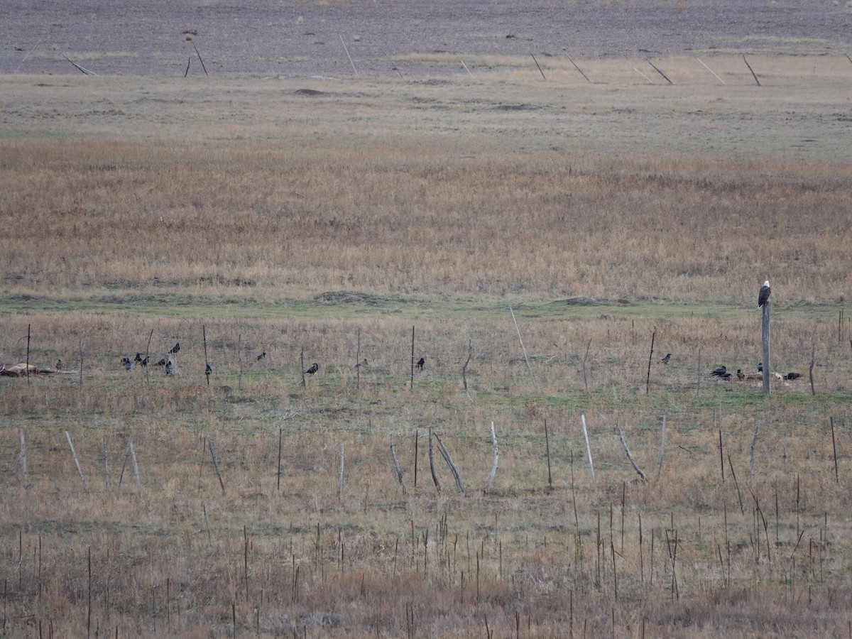 עיטם לבן-ראש - ML645146898