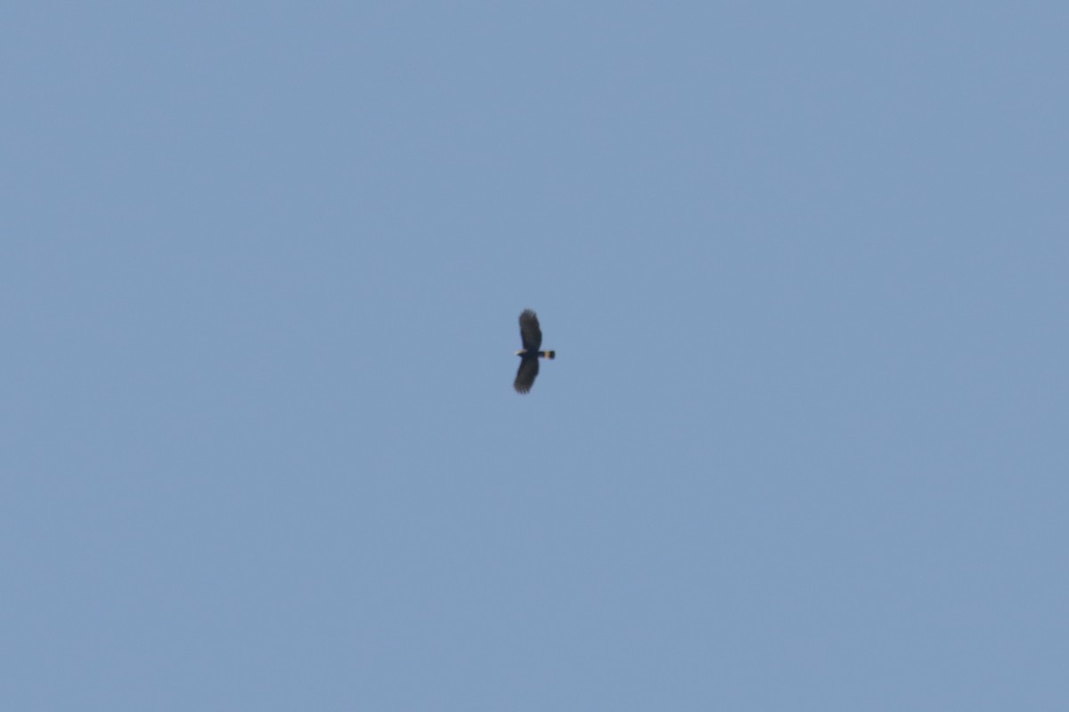 hákozobec neotropický - ML645146902